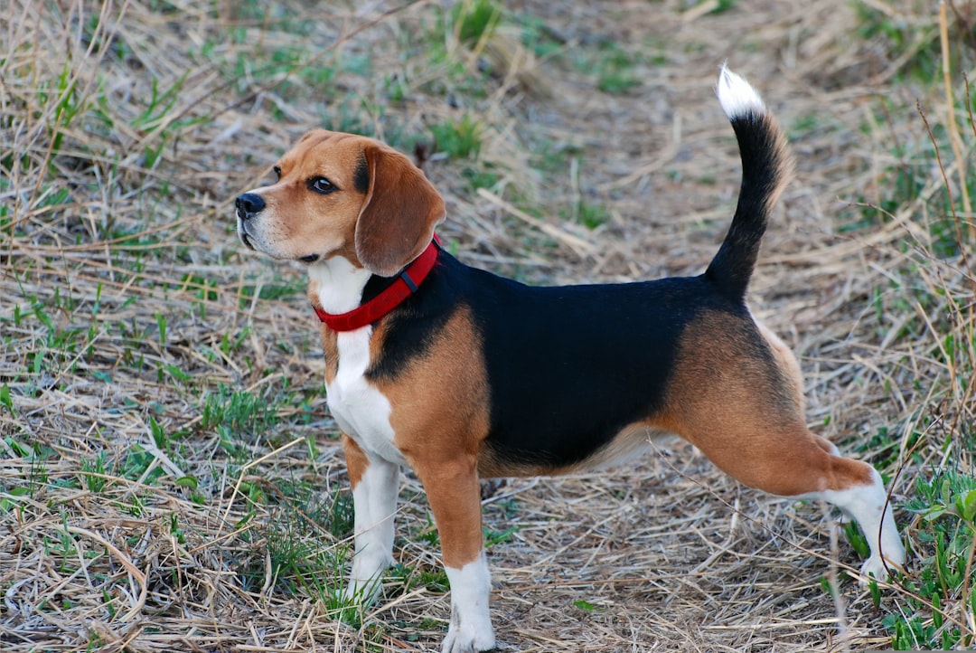 Lab Pit Mix: Understanding the Characteristics and Care Needs