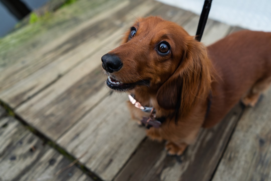 Labrador Retriever vs Golden Retriever: What’s the Difference?