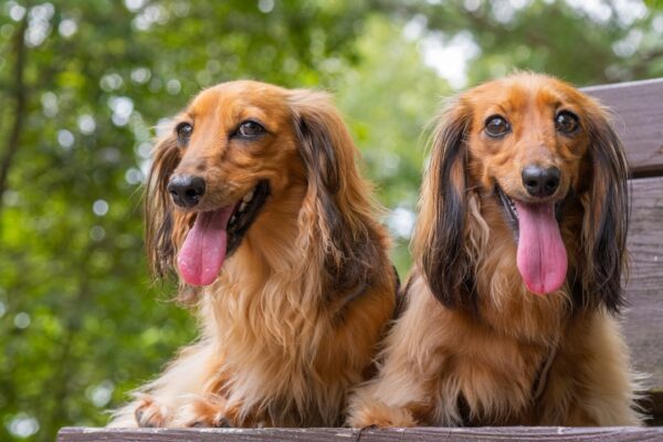 Labrador Retriever: Why This Breed Is a Family Favorite