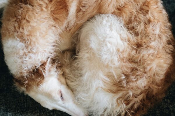 Mini Aussiedoodle: A Perfect Mix of Poodle and Australian Shepherd