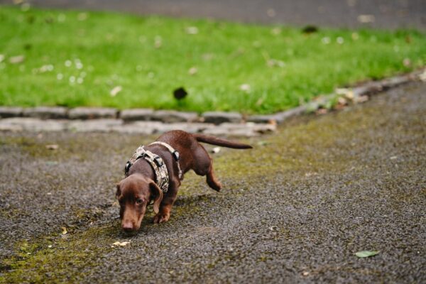 Miniature Dachshund Puppies: Caring for These Lovable Little Companions