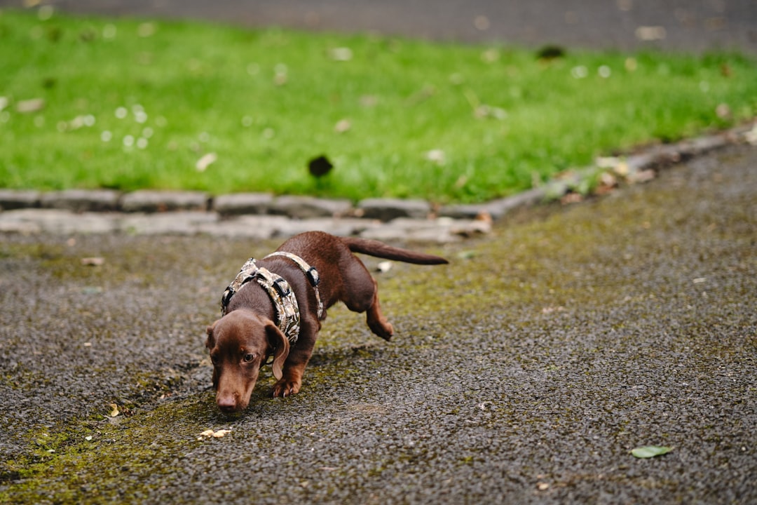 Miniature Dachshund Puppies: Caring for These Lovable Little Companions