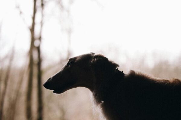 Miniature Dachshund Puppies: Tips for Caring for Your Lovable Pup