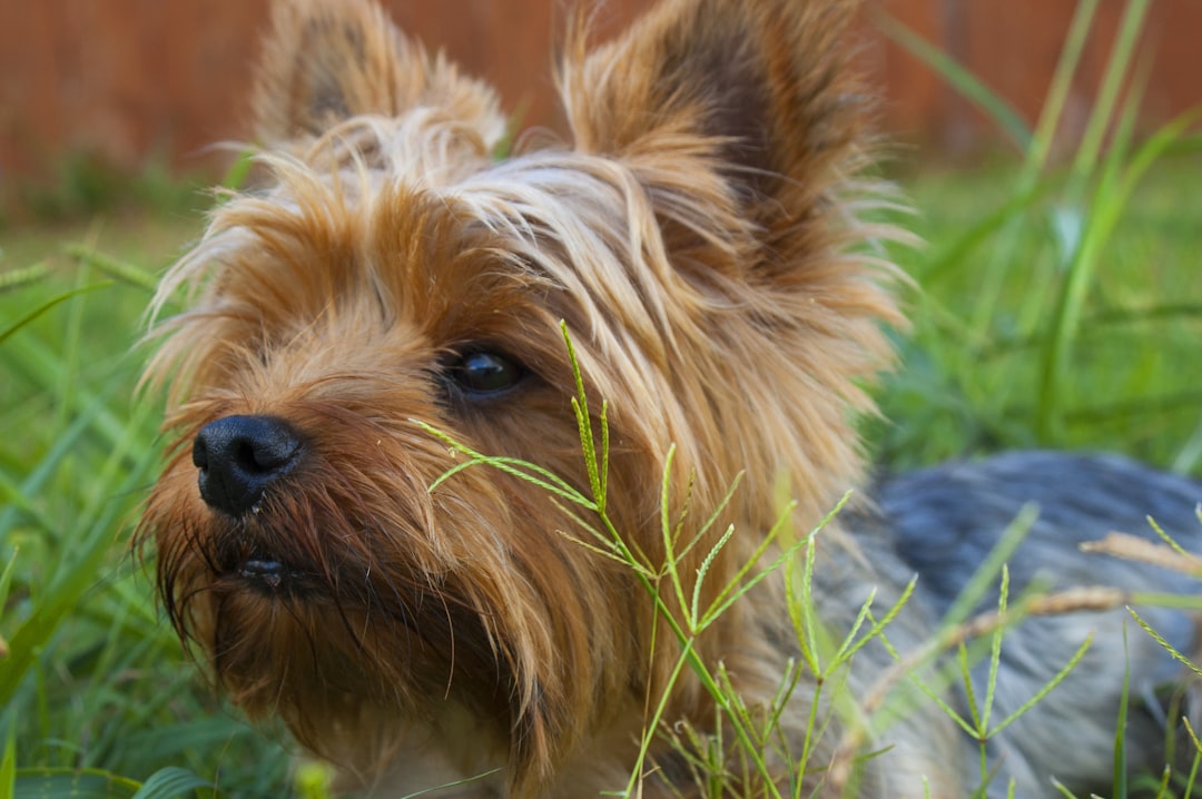 Miniature Toy Poodle: Characteristics and Care for This Adorable Breed