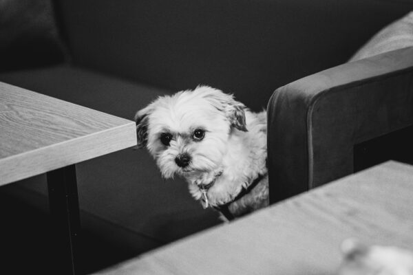 Most Dangerous Dog Breeds: Do They Really Exist?