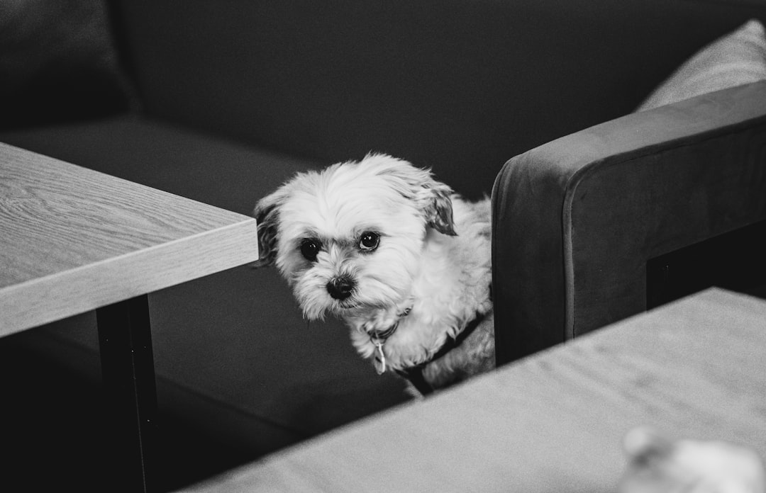 Most Dangerous Dog Breeds: Do They Really Exist?