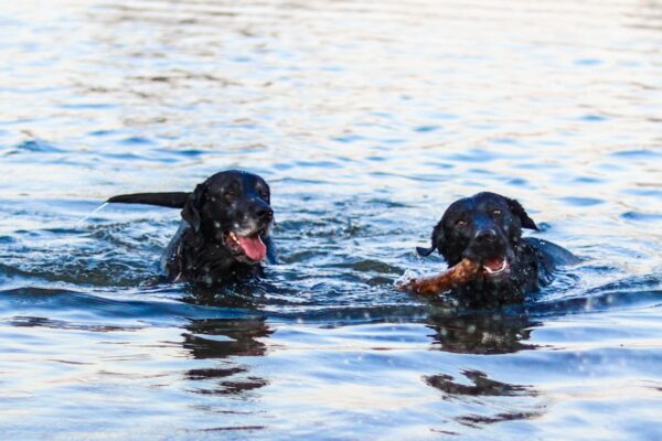 My Dog Has Diarrhea But Is Acting Fine: What to Consider