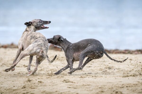 Omeprazole for Dogs: Benefits and Proper Usage