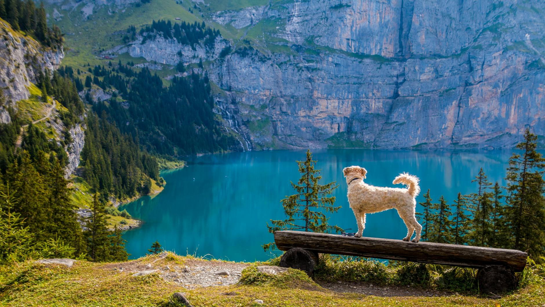 Orijen Dog Food Reviews: Exploring its Nutritional Benefits