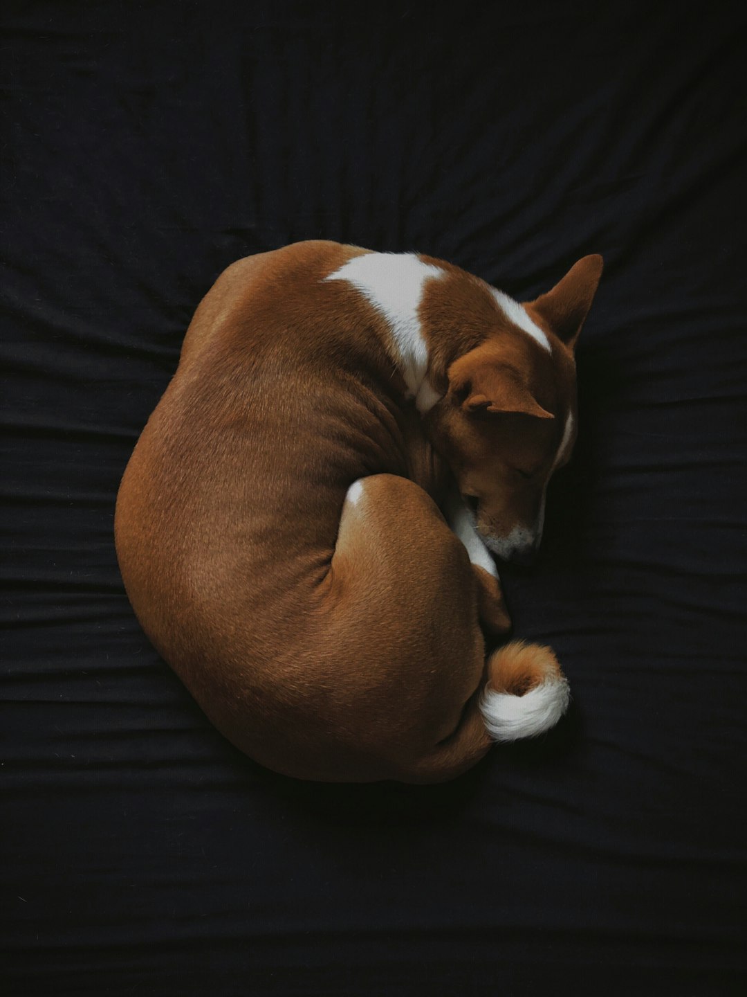 Pitbull Puppy: Understanding Their Traits and Care Needs