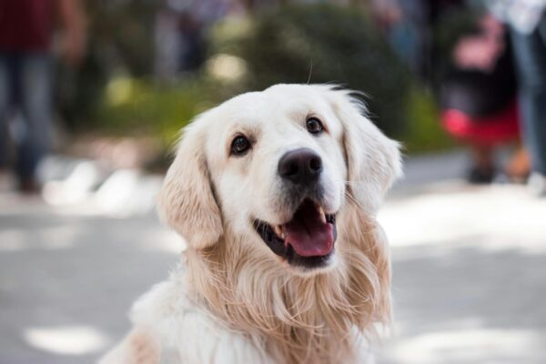Proviable for Dogs: Benefits and Usage Explained Proviable for Dogs: Benefits and Usage Explained