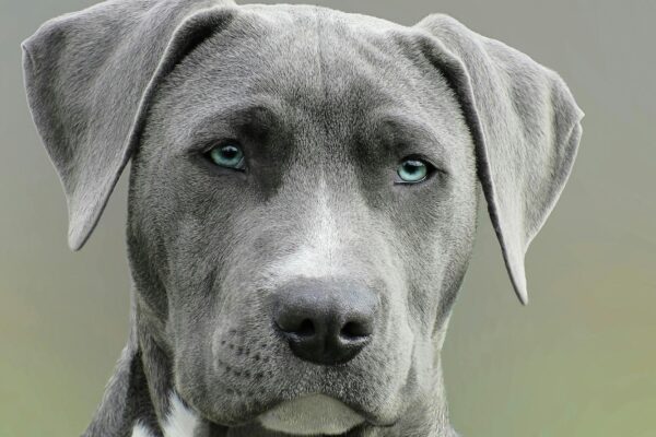 Proviable Forte for Dogs: What You Need to Know Proviable Forte for Dogs: What You Need to Know