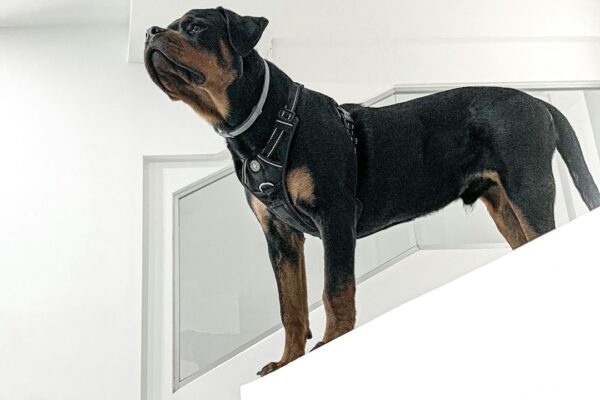 Puppies for Sale Near Me: Tips for Finding the Perfect Addition to Your Family
