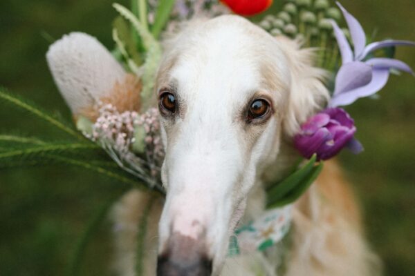 Puppy Sounds: What Your New Companion Is Trying to Tell You