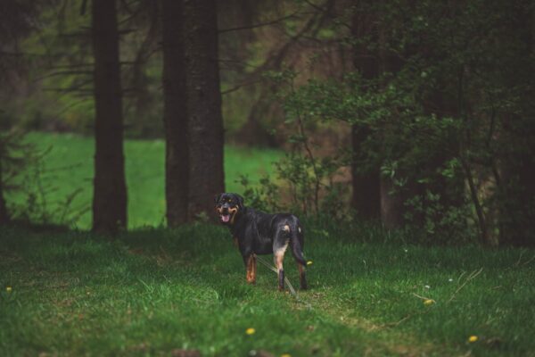 Rottweiler Puppies for Sale Near Me: Finding Your Perfect Pup