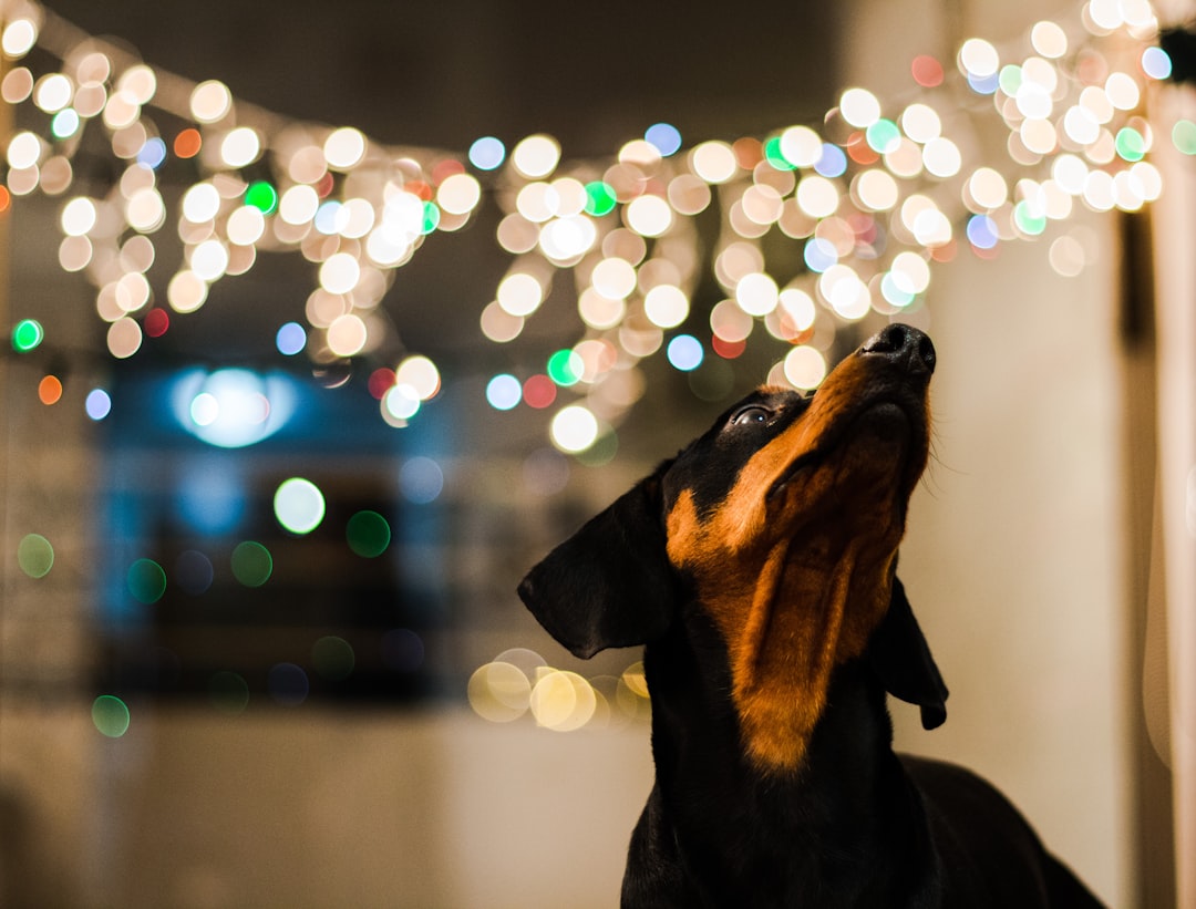 Russian Hound: Understanding the Characteristics of This Unique Breed
