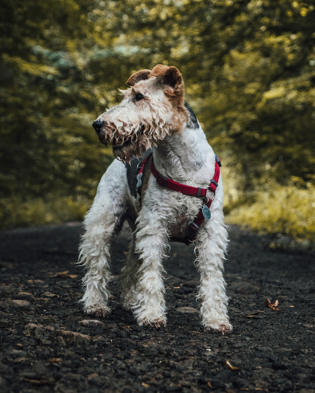 Scary Dog: Identifying Breeds That Can Be Intimidating