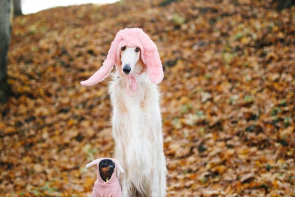 Schnauzer Puppies: Essential Care Tips for This Unique Breed