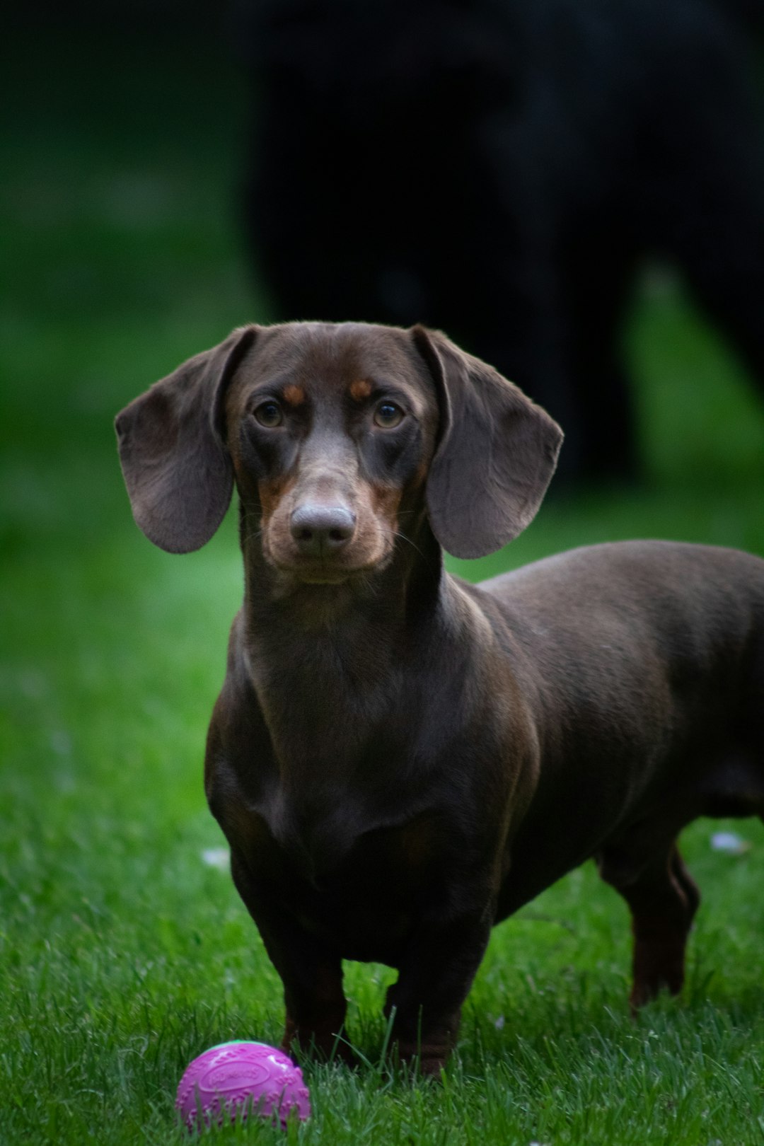Schnauzer Puppies: Tips for Raising This Spirited Companion