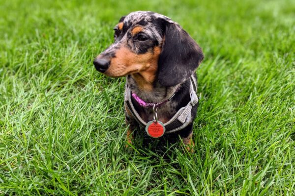 Shorkie Puppies: Characteristics and Tips for Caring for This Charming Mix