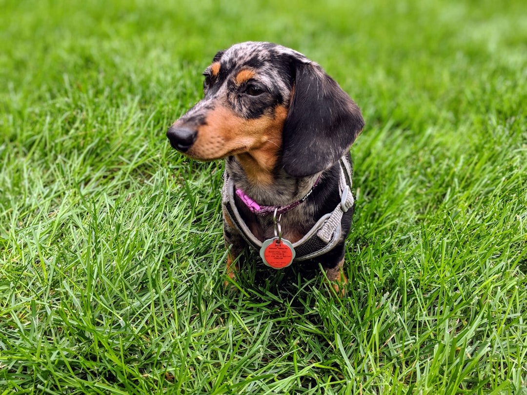 Shorkie Puppies: Characteristics and Tips for Caring for This Charming Mix