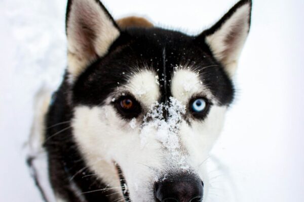Signs of UTI in Dogs: What Pet Owners Need to Know Signs of UTI in Dogs: What Pet Owners Need to Know