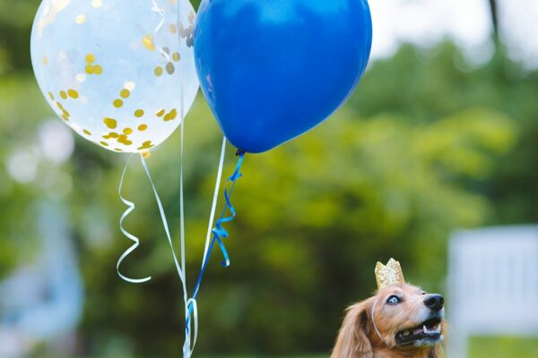 Silky Terrier: Understanding the Care Needs for This Adorable Companion