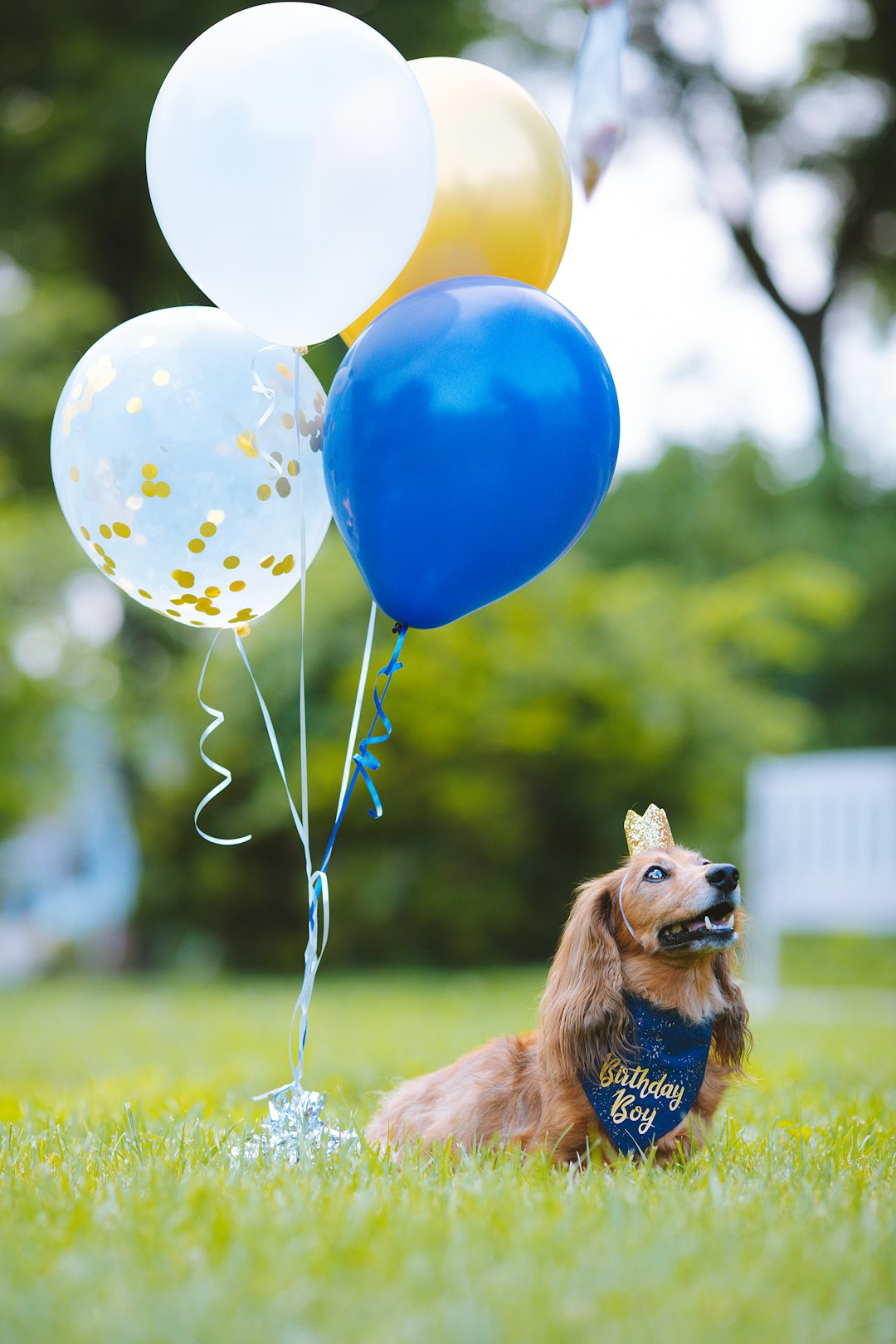 Silky Terrier: Understanding the Care Needs for This Adorable Companion