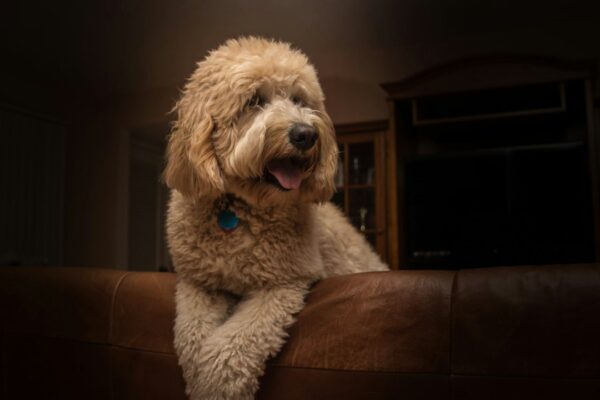 Taste of the Wild Dog Food: Exploring Nutrition and Flavor for Active Pups