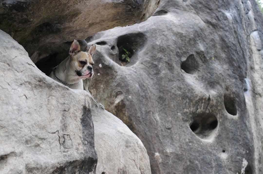 Ticks in Dogs: Effective Ultrasound Devices for Protection