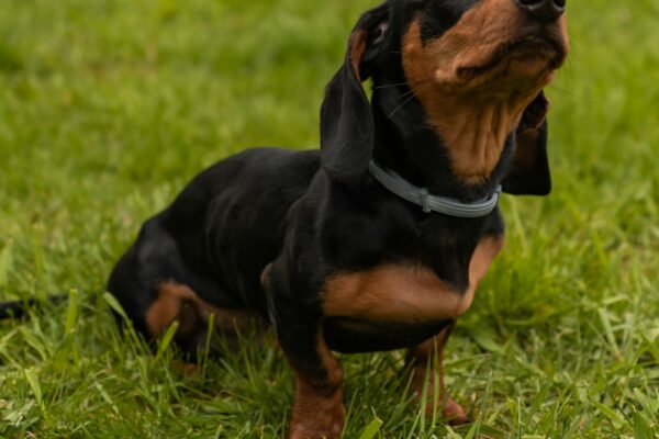 Treeing Walker Coonhound: Exploring Their Energetic Nature and Needs
