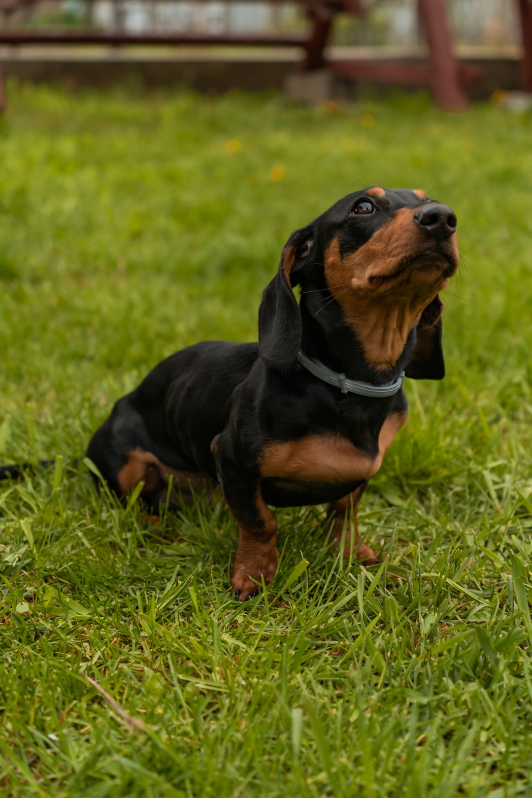Treeing Walker Coonhound: Exploring Their Energetic Nature and Needs
