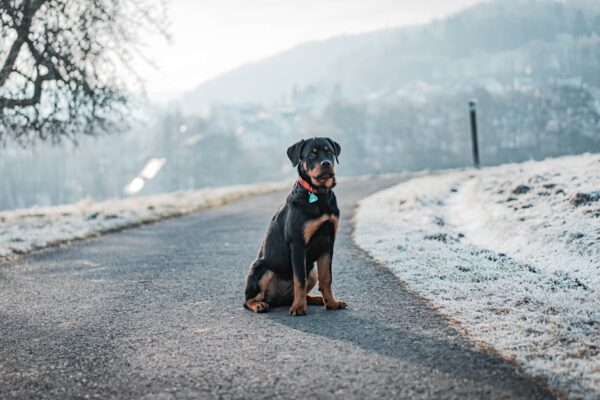 Treeing Walker Coonhound: Traits and Activities for This Energetic Breed