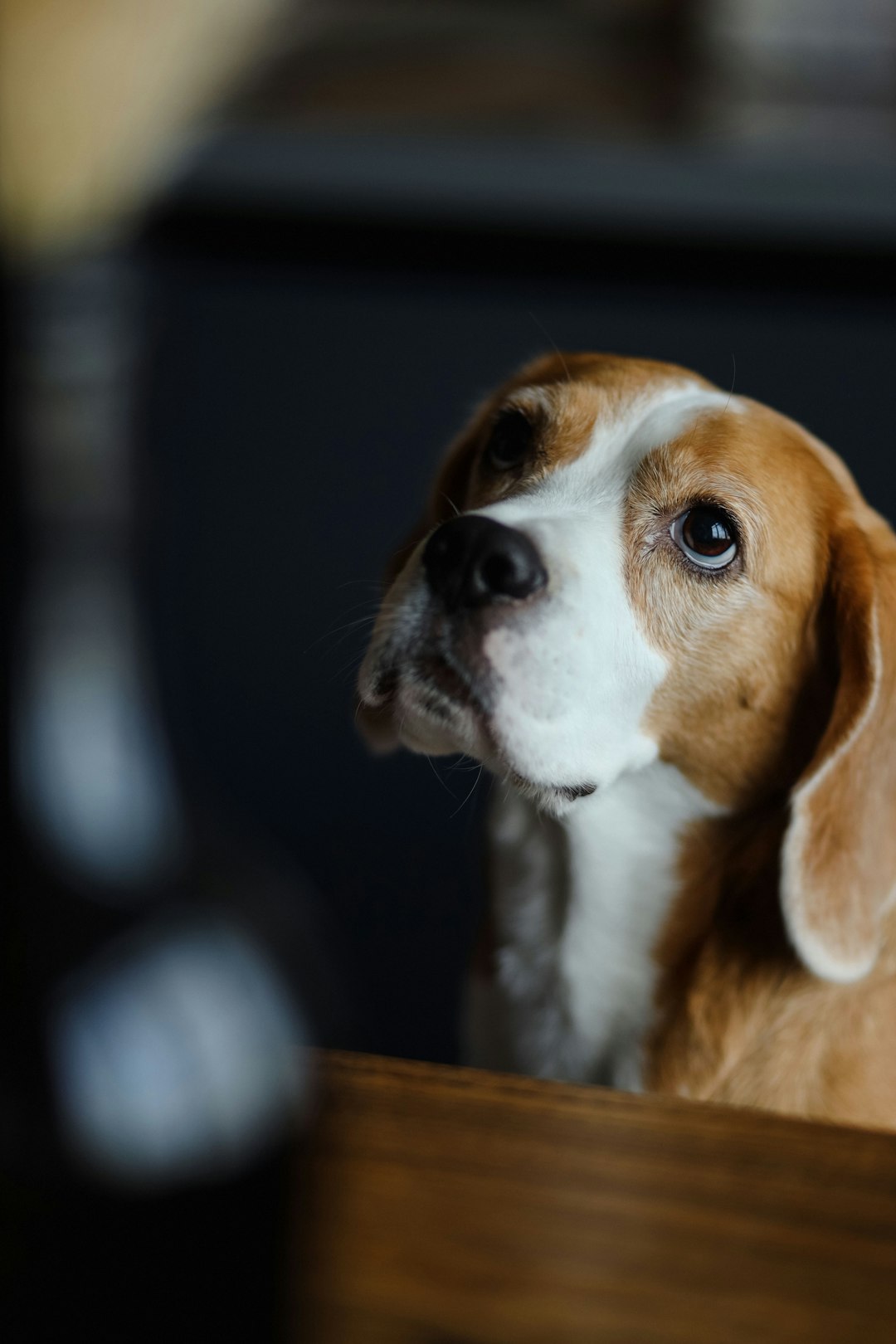 Treeing Walker Coonhound: Traits and Activities for This Energetic Breed