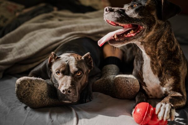 Urinary Tract Infection in Dogs: Symptoms and Treatment Tips
