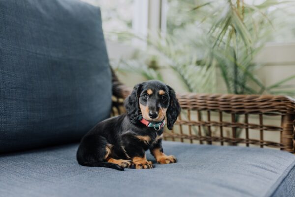 Walker Hounds: Understanding Their Traits and Temperament