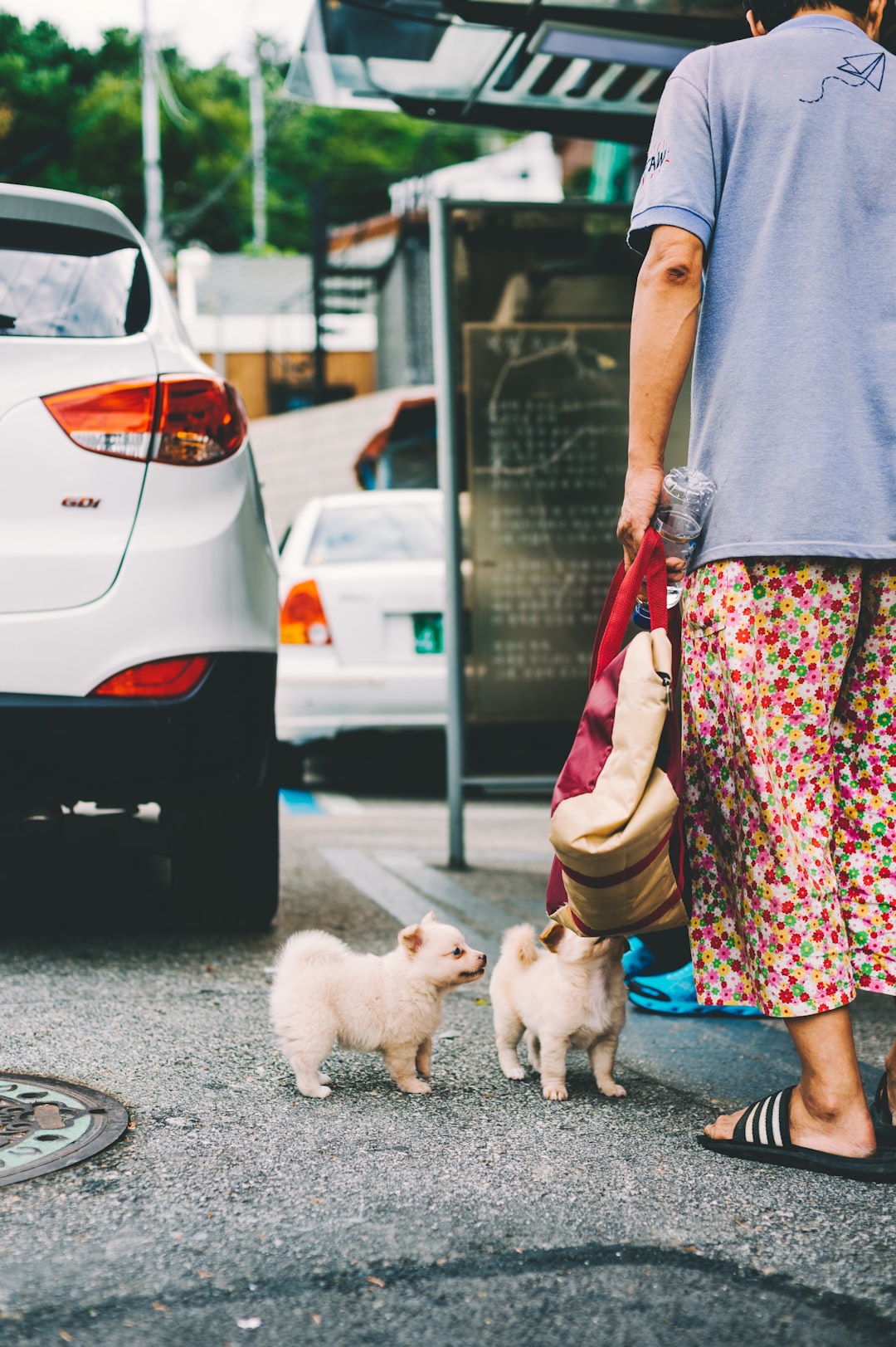 What Happens If A Dog Eats Ferret Food? Understanding Risks