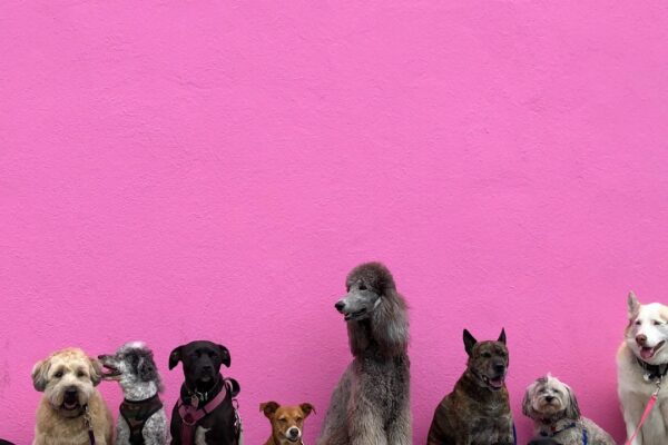Why Does My Dog Have Diarrhea? Understanding Common Causes