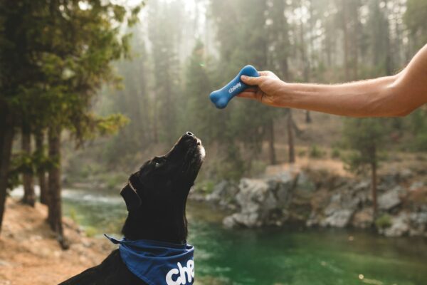 Why Is My Dog Panting While Resting? Potential Issues to Consider