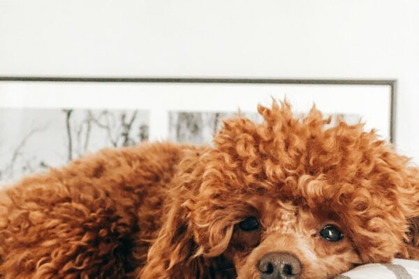 Wrinkly Dog: Exploring the Most Adorable Wrinkly Dog Breeds