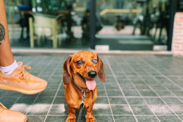 Yorkie Puppies: Tips for Raising and Caring for Your Tiny Companion