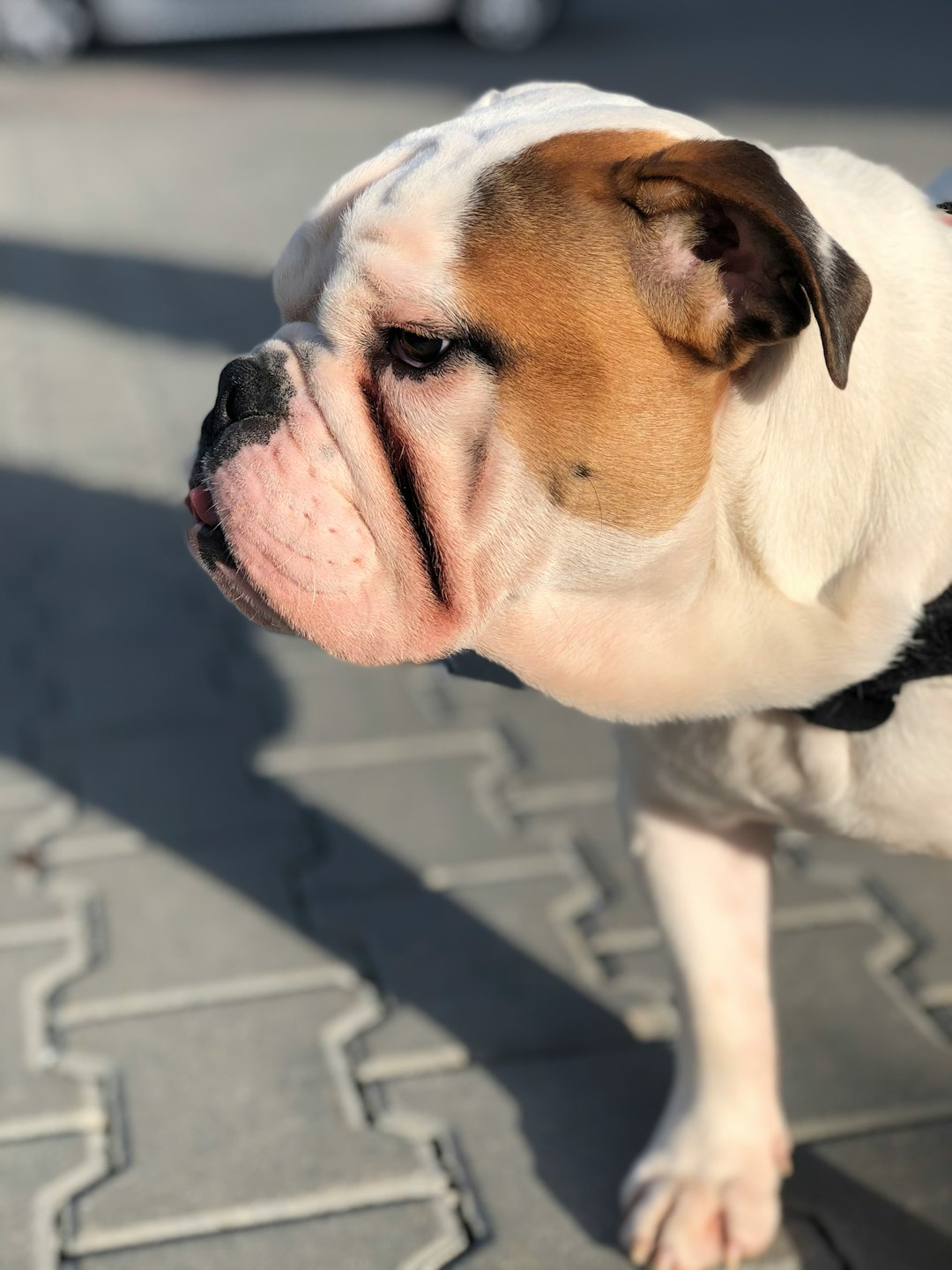 Signs Your Dog May Have an Ear Infection: What Every Pet Owner Should Know