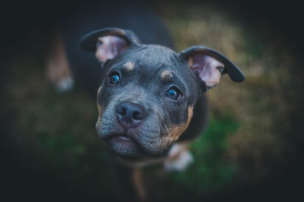 Understanding and Helping Your Dog: Overcoming Fear of Fireworks