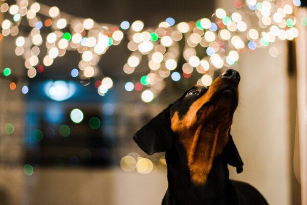 Why Dog Daycare is Ideal for Your Pet's Socialization and Health