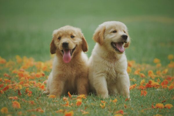 Why Nulo Dog Food is a Top Choice for Active Dogs