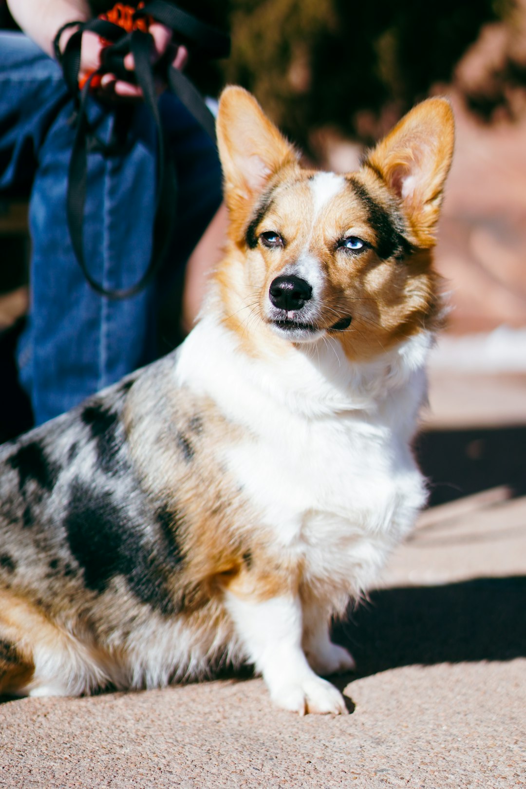 AKC insurance AKC insurance