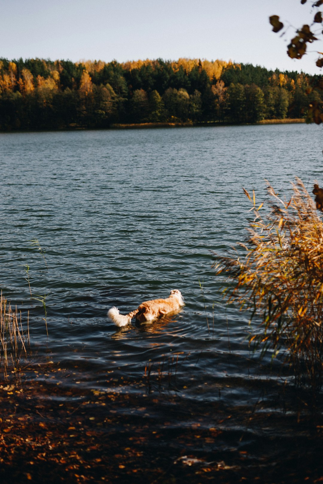 Dogo Argentino Puppies for Sale Dogo Argentino Puppies for Sale