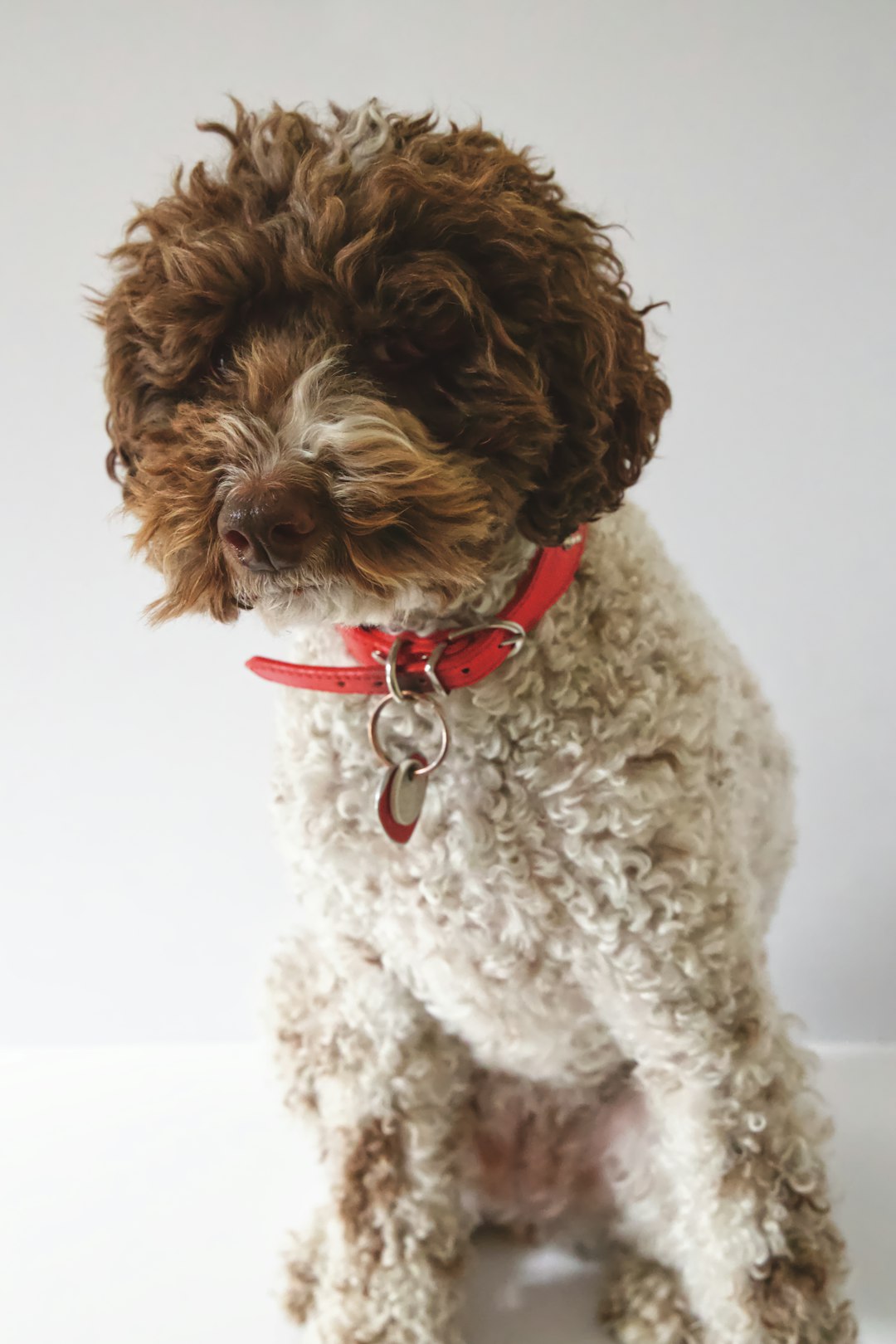 Havanese Dogs Havanese Dogs