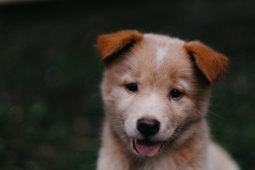 Natural Balance Dog Food Natural Balance Dog Food