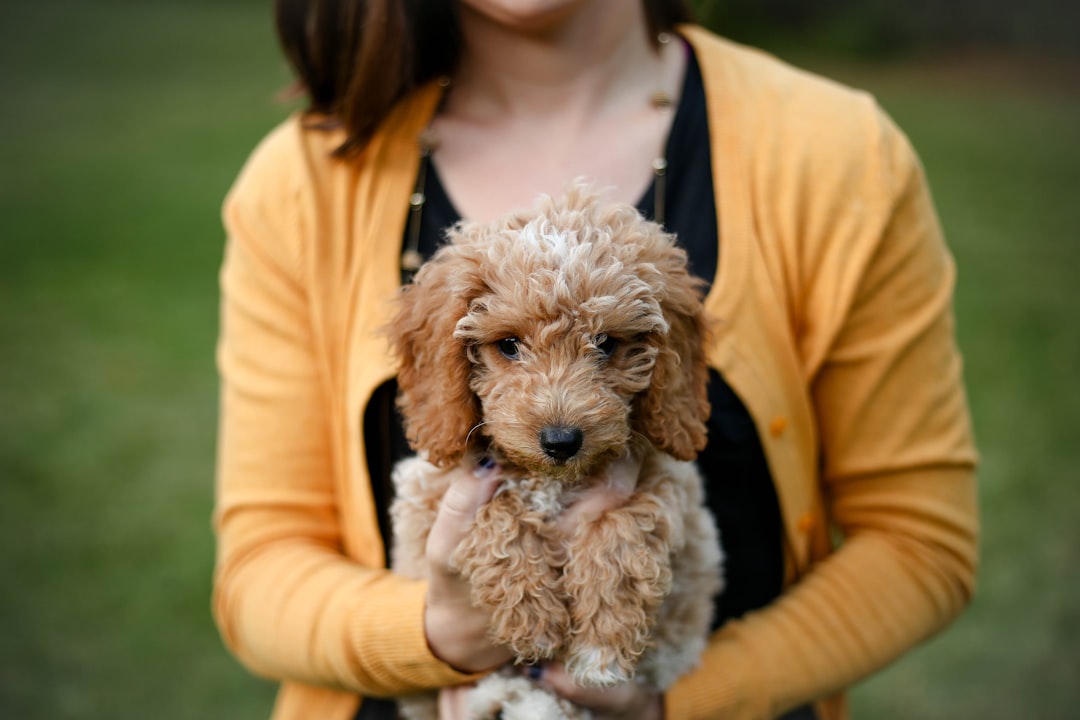 Natural Balance Dog Food Natural Balance Dog Food